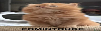 Ermintrude (Ermie)