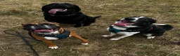 Border Collie dogs for sale: Rex in need of a new family  - Advert 8