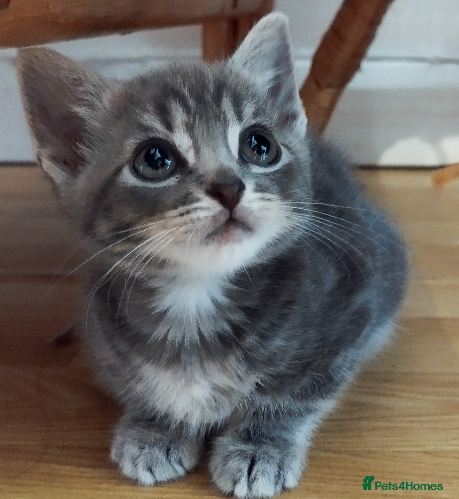 Mixed Breed cats 🩵🩵Sweet boy for sale 🩵🩵 - Advert 2