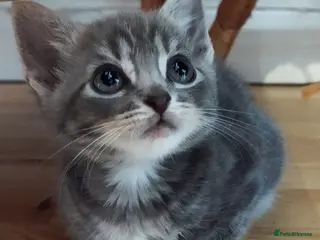 Mixed Breed cats 🩵🩵Sweet boy for sale 🩵🩵 - Advert 5