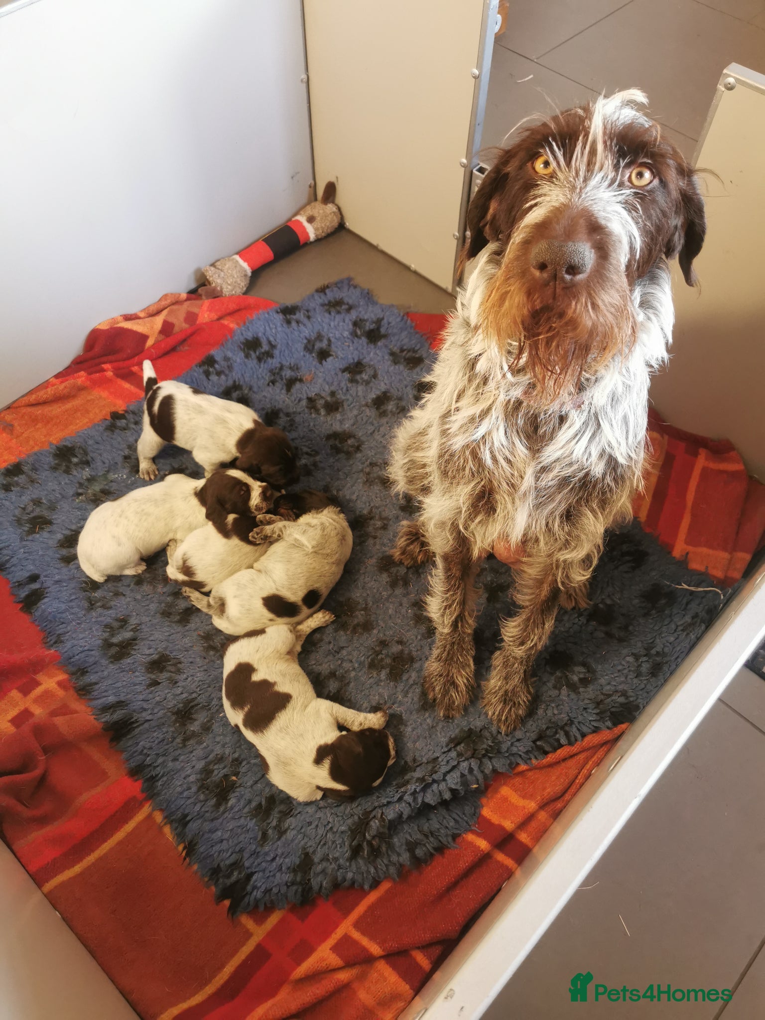 German Wirehaired Pointer dogs 5 x beautiful german wirehaired pointers  - Advert 10