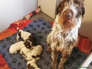 German Wirehaired Pointer dogs 5 x beautiful german wirehaired pointers - Advert 10
