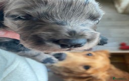 Goldendoodle dogs for sale: Gorgeous mini F1 goldendoodles - Image 7