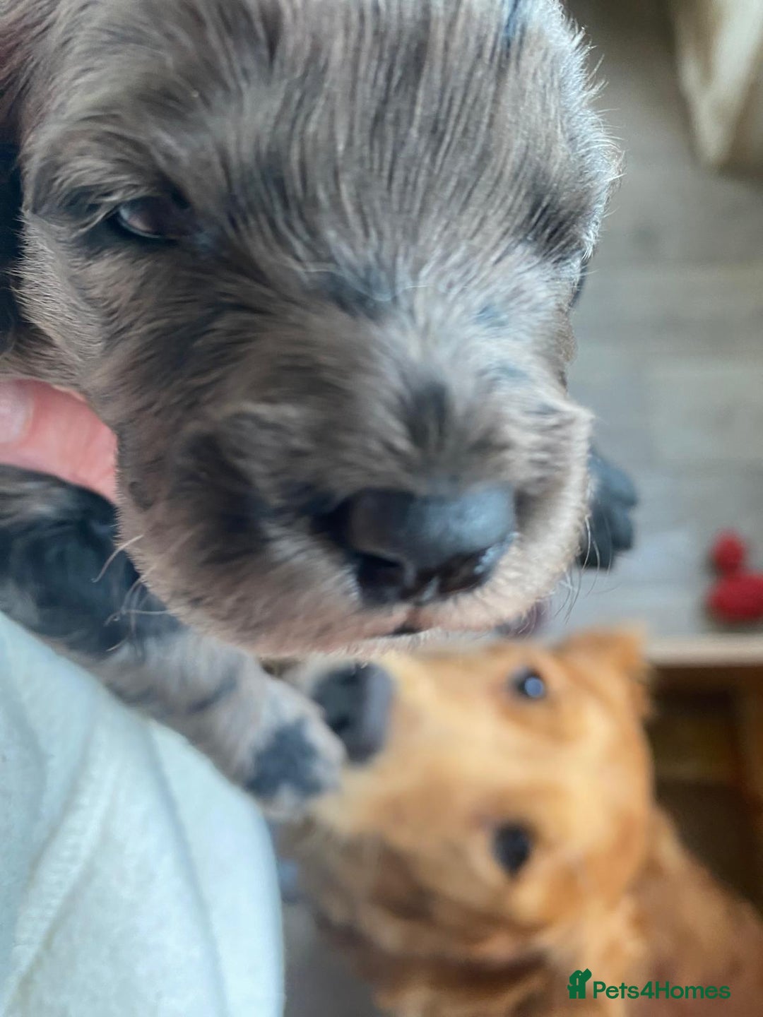 Goldendoodle dogs for sale: Gorgeous mini F1 goldendoodles - Image 7
