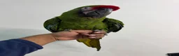 Macaws birds for sale: Tame Military Macaw - Advert 4