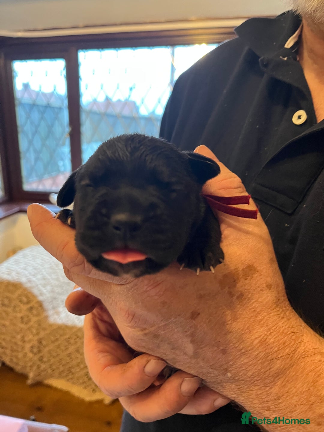 Cane Corso dogs for sale: Cane Corso Puppies  - Advert 7