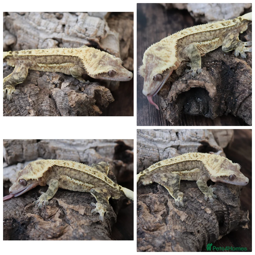Gecko reptiles for sale: Crested Gecko males - Advert 2