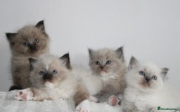 Ragdoll cats for sale:  3 BOY ULTRA FLUFFY MINK ragdoll kittens  - Image 25