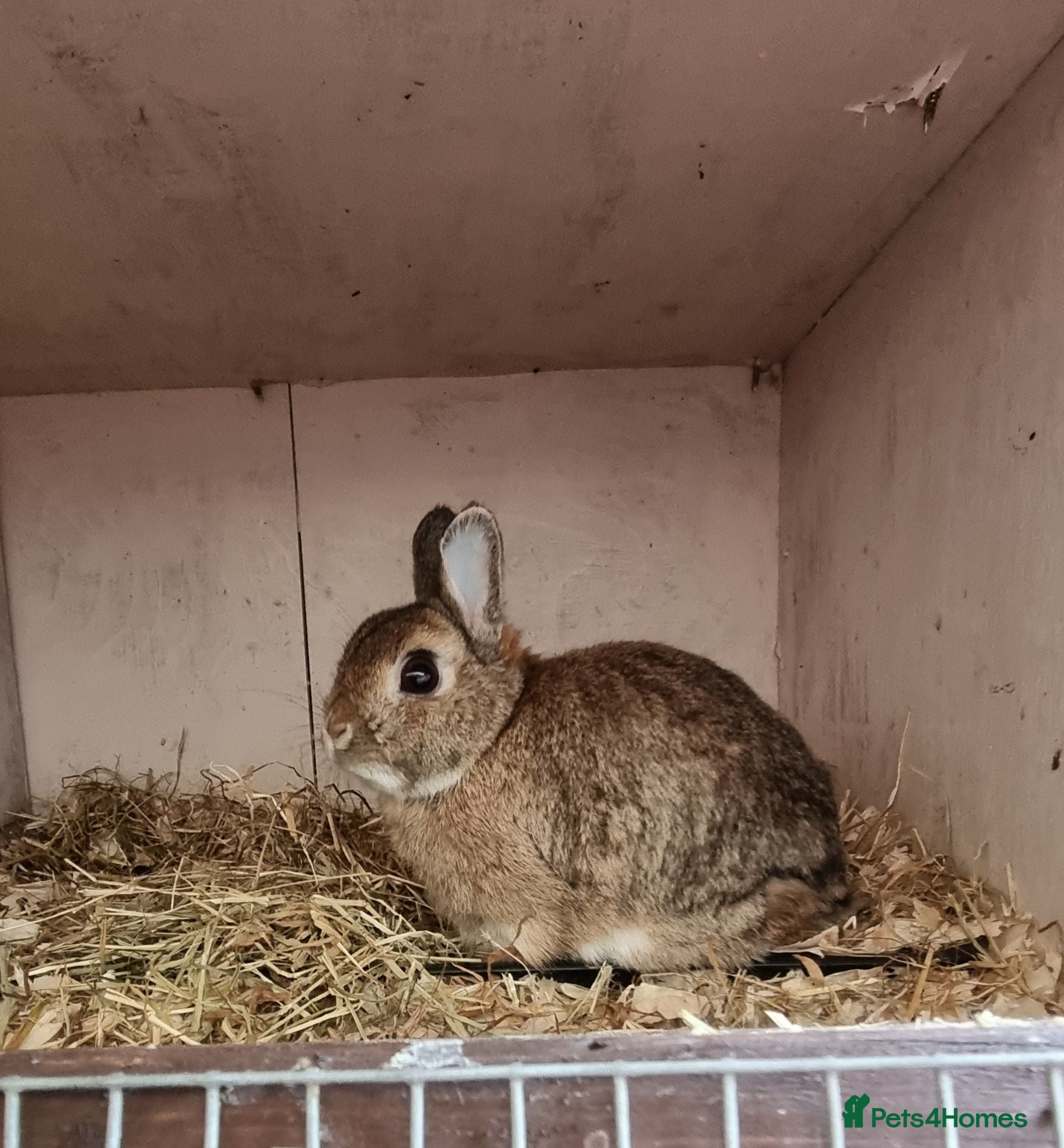 Netherland Dwarf rabbits Adult and baby Netherland dwarfs  - Advert 1