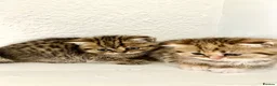 Scottish Fold cats for sale: 🥰Purebred Scottish folds looking for parents🐾 - Advert 16