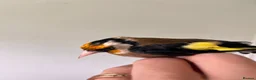 Finches birds for sale: Selling Goldfinches males and females  - Advert 10