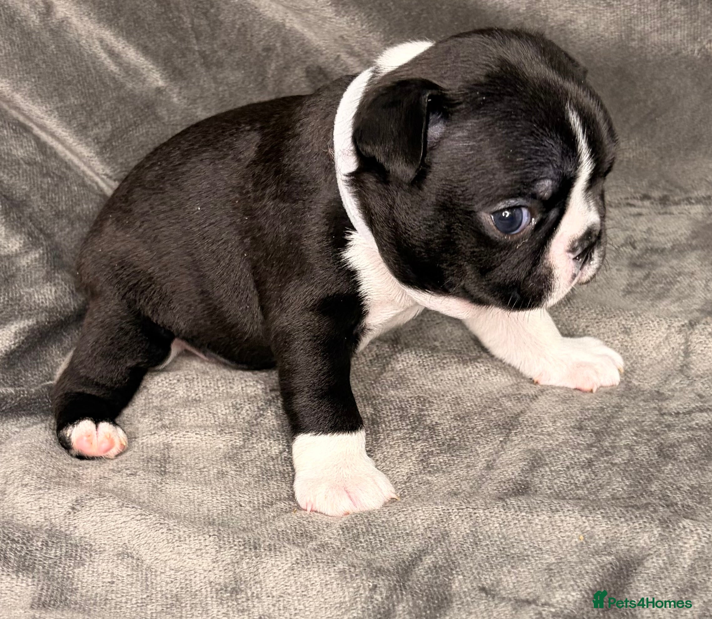 Boston Terrier dogs Bostixon KC Registered Boston Terrier Puppies - Advert 1