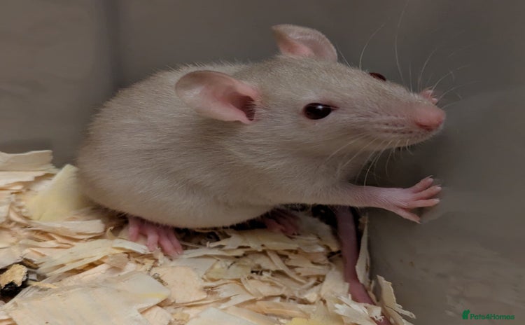 Rat rodents - Advert 2