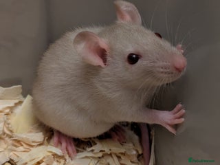 Rat rodents - Advert 3