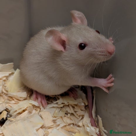 Rat rodents - Advert 2