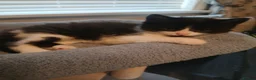 Mixed Breed cats for sale: Cute Kittens - Advert 4