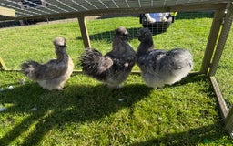 Chickens poultry for sale: Young silkies - 2 cockerels and one hen - Image 1
