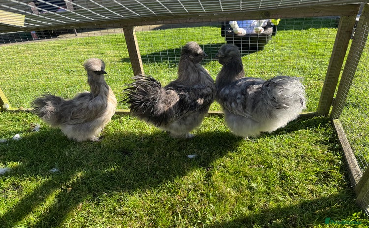 Chickens poultry - Advert 7