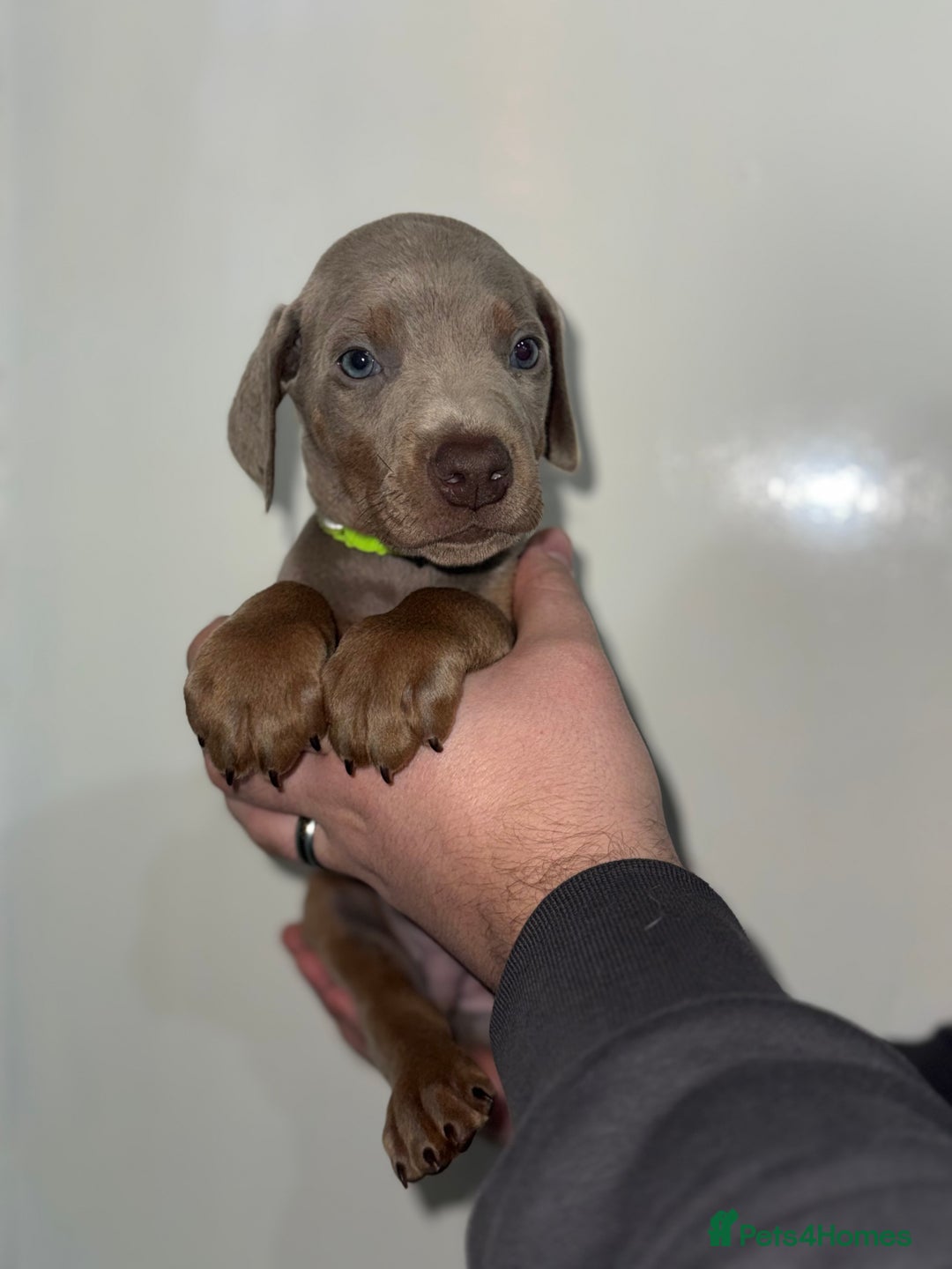 Dobermann dogs for sale: Ready to go Friday night  - Advert 12