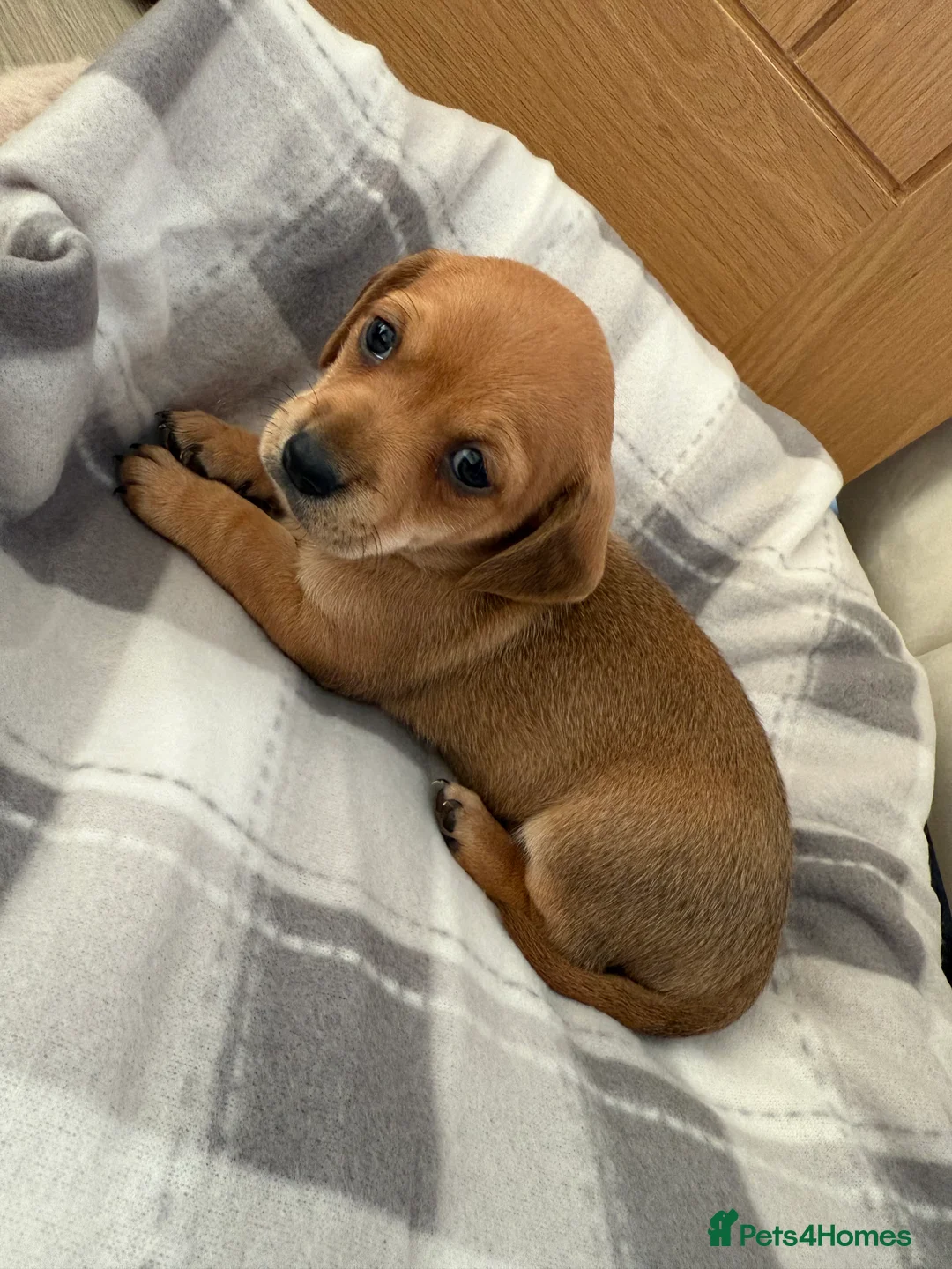 Chiweenie dogs for sale: Beautiful Chiweenie Pups For Sale - Advert 10