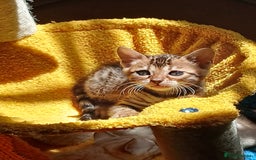 Bengal cats for sale: TICA Family-raised Bengal Kittens Vet Checked - Image 9