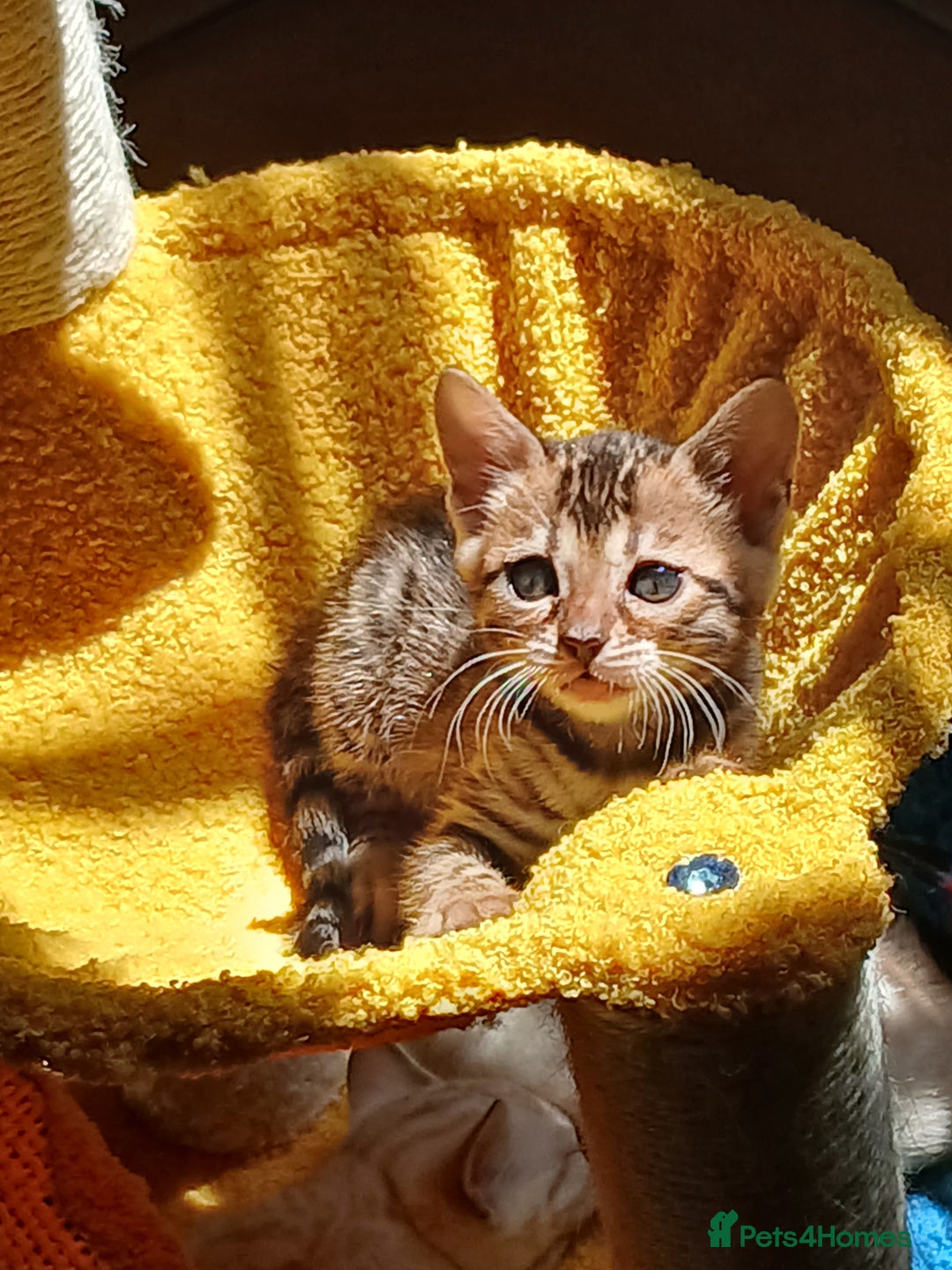 Bengal cats for sale: TICA Family-raised Bengal Kittens Vet Checked - Image 9