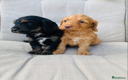 Cockapoo dogs for sale: Miniature cockapoos - Image 4