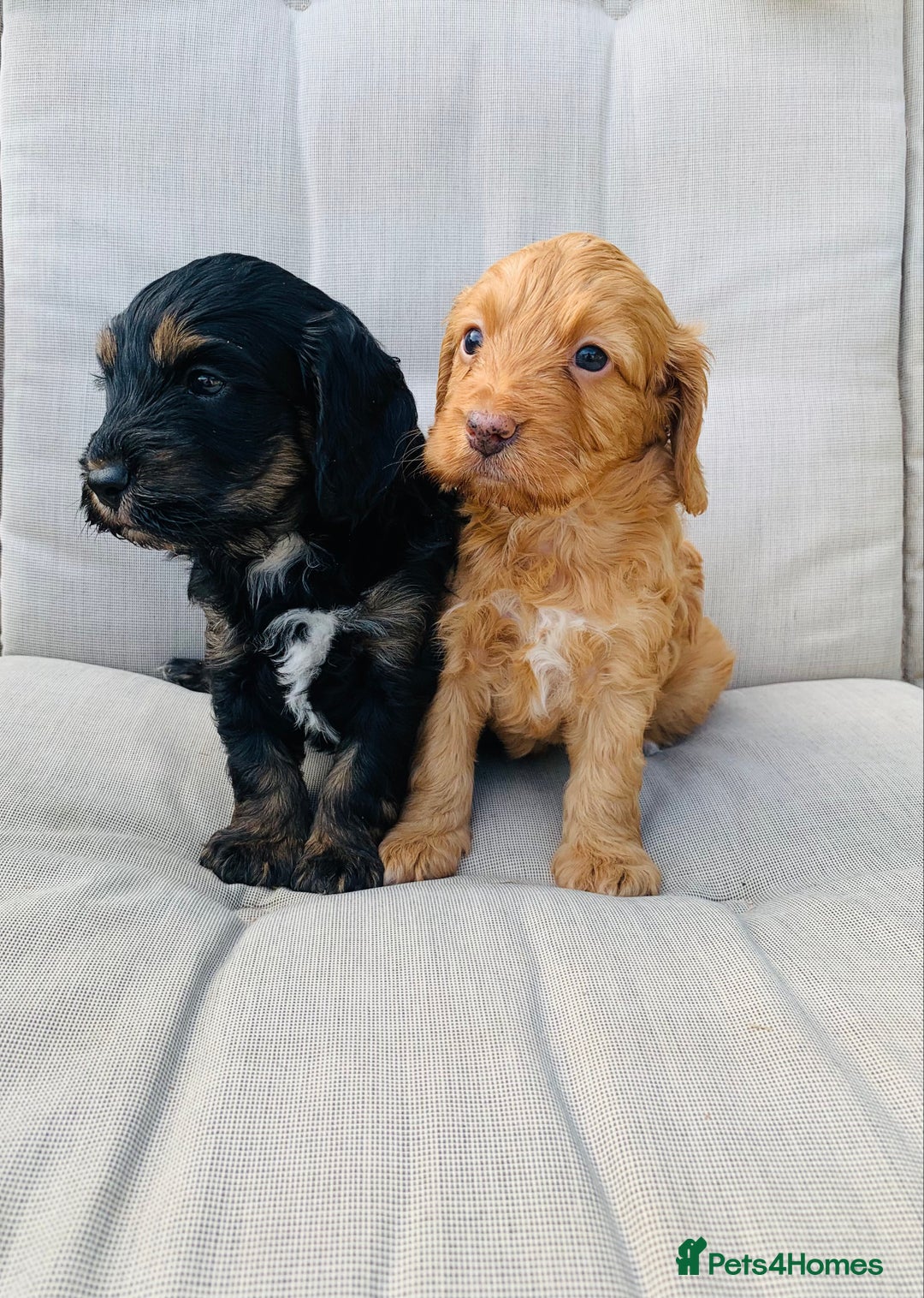 Cockapoo dogs for sale: Miniature cockapoos - Image 4
