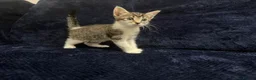 Domestic Shorthair cats for sale: Beautiful Kittens for Sale - Advert 7
