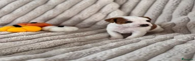 Jack Russell 5