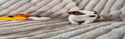 Jack Russell dogs for sale: Smooth coated tan and white jack russels  in Nottingham - Advert 5