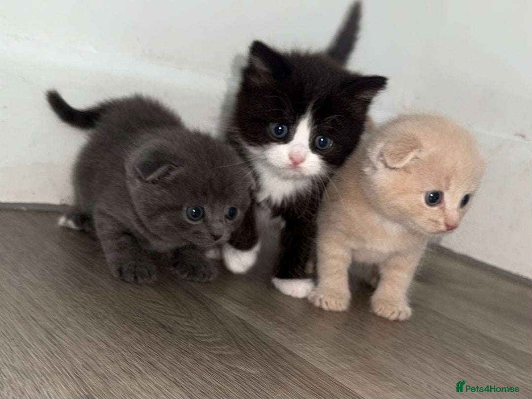Scottish Fold cats for sale: Kittens. Scottish fold - Image 3