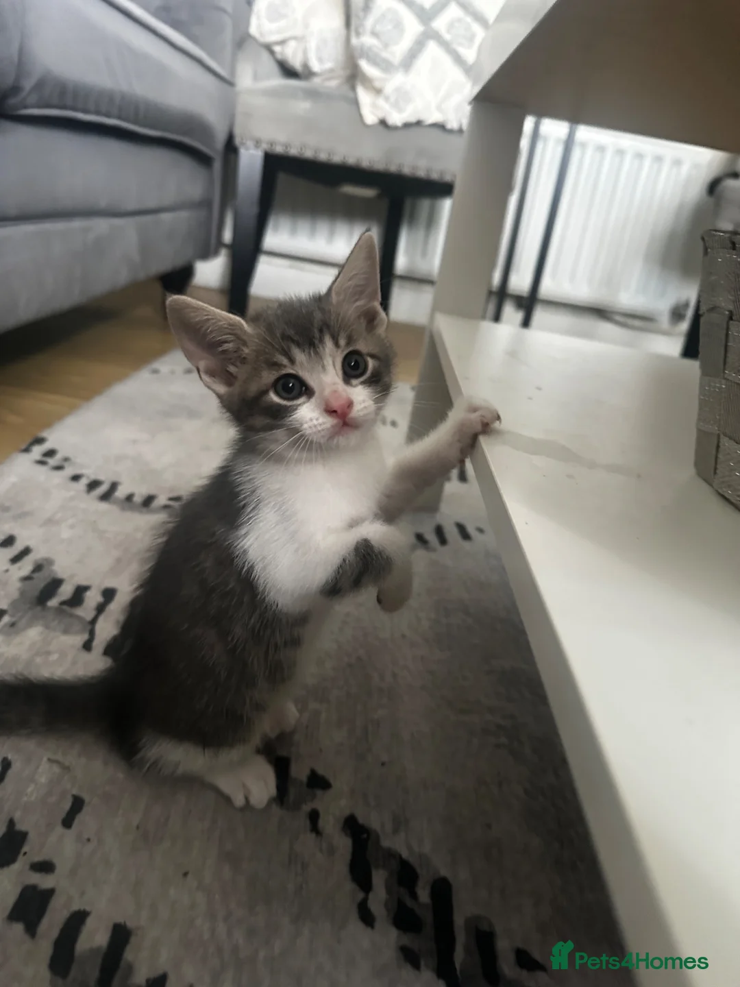 Mixed Breed cats for sale: Kittens for sale - Advert 2