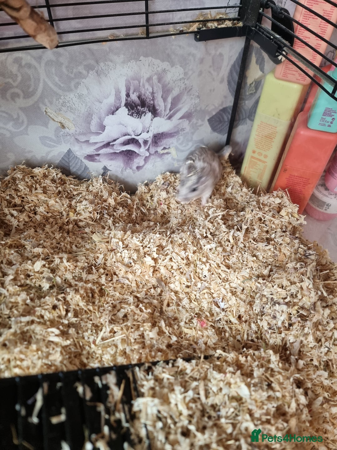 Gerbil rodents for sale: 2 beautiful gerbils for sale with cage - Image 2