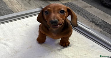 Dachshund dogs - Advert 5
