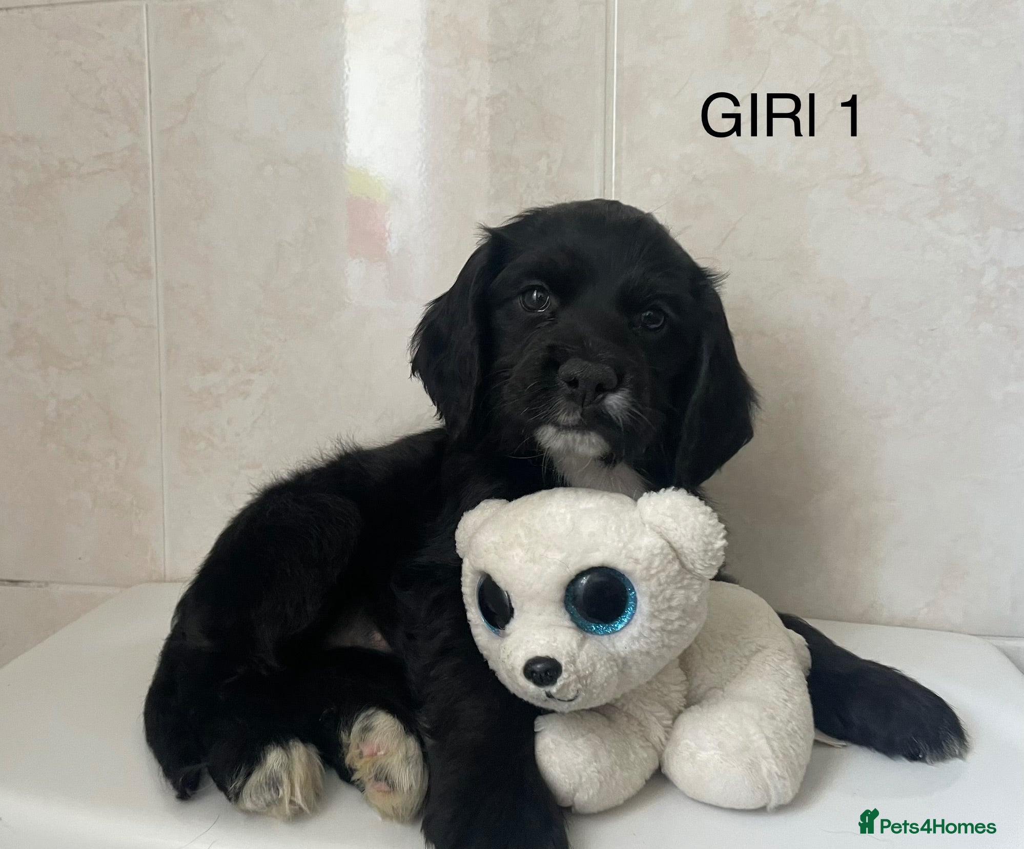 Cocker Spaniel dogs Beautiful Cocker Spaniel Puppies–4 Girls & 6 Boys - Advert 1