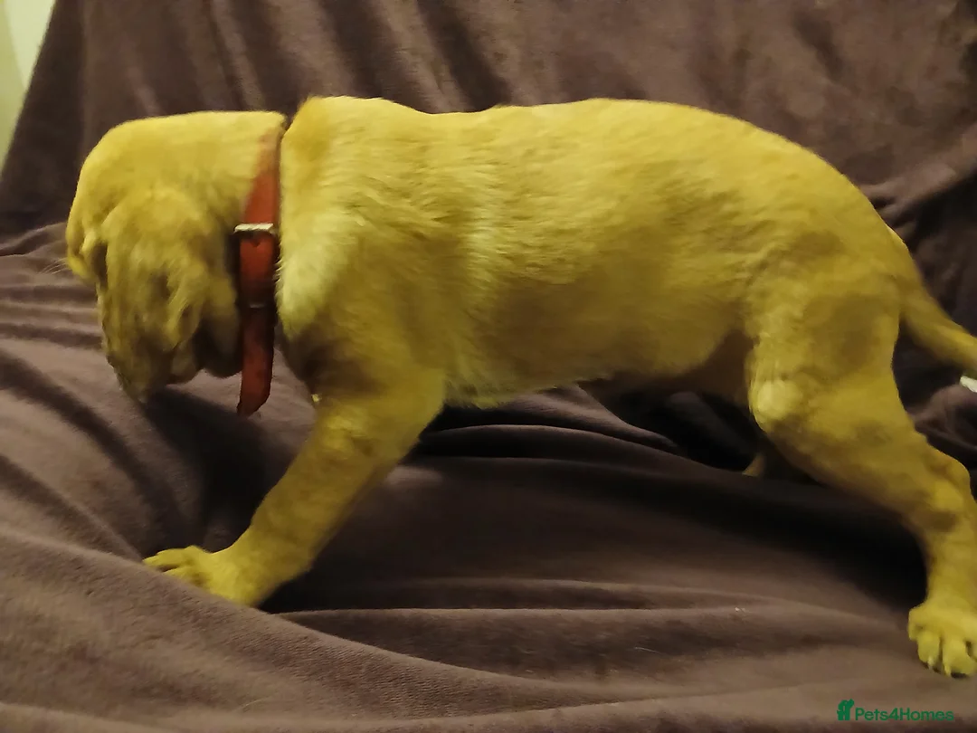 Labrador Retriever dogs for sale: Fox red labrador puppies - Advert 21