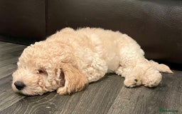 Miniature Poodle dogs for sale: LUXURY Litter of KC Registered Miniature Poodles - Image 27