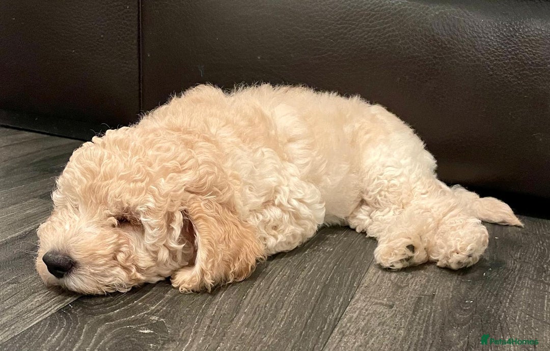 Miniature Poodle dogs for sale: LUXURY Litter of KC Registered Miniature Poodles - Image 27