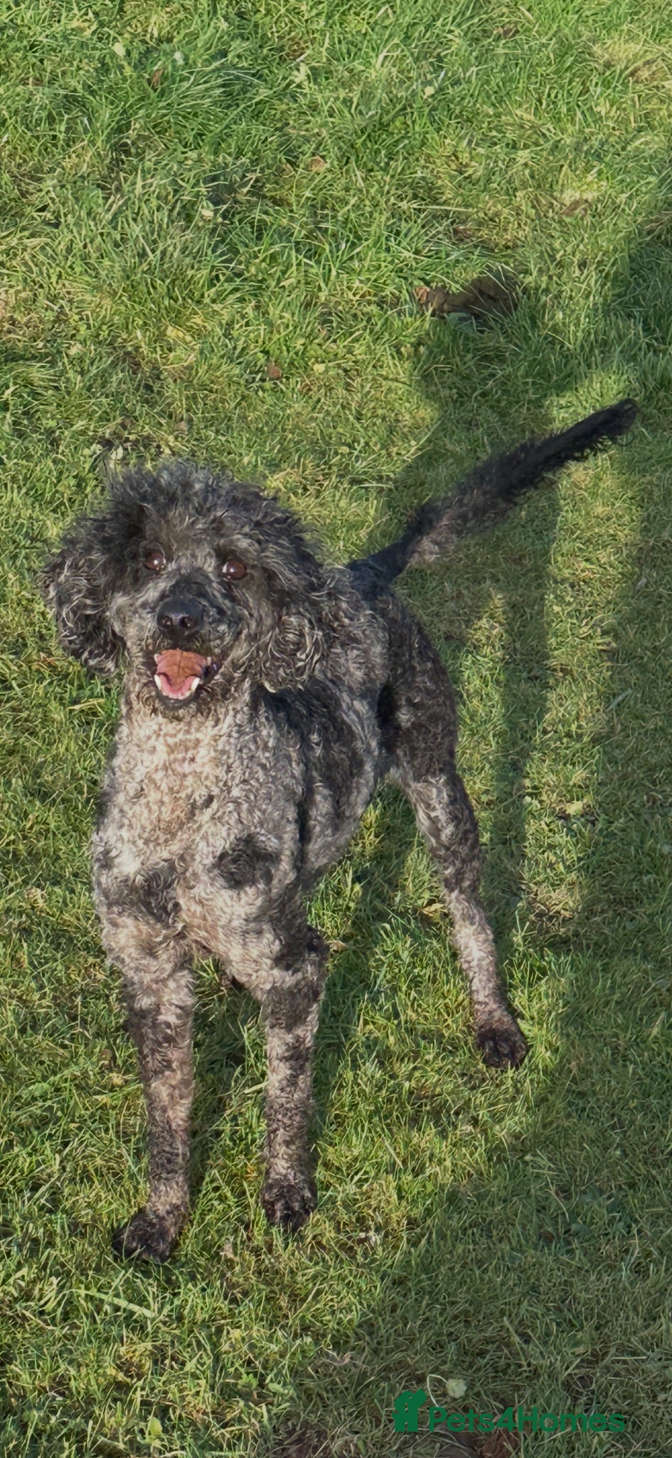 Miniature Poodle dogs Miniature poodle puppies - Advert 2