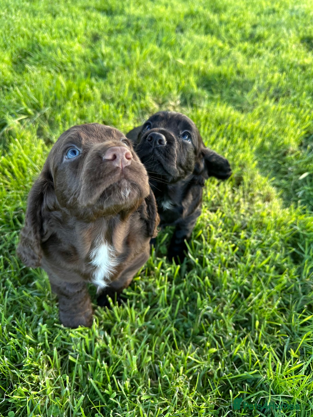 Cocker Spaniel dogs for sale: Ready 4th Dec Working Cocker Spaniel - Advert 6