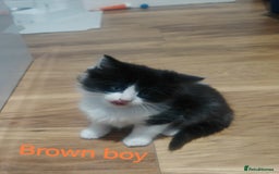 Mixed Breed cats for sale: Beautyfull fluffy kittens ragcoon - tuxedo cross  - Image 10