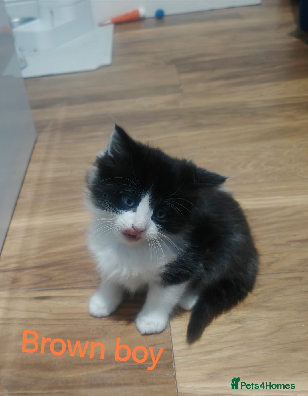 Mixed Breed cats for sale: Beautyfull fluffy kittens ragcoon - tuxedo cross  - Image 10