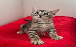 Bengal cats for sale: Stunning Beauty Bengal princess ❤️ - Image 4