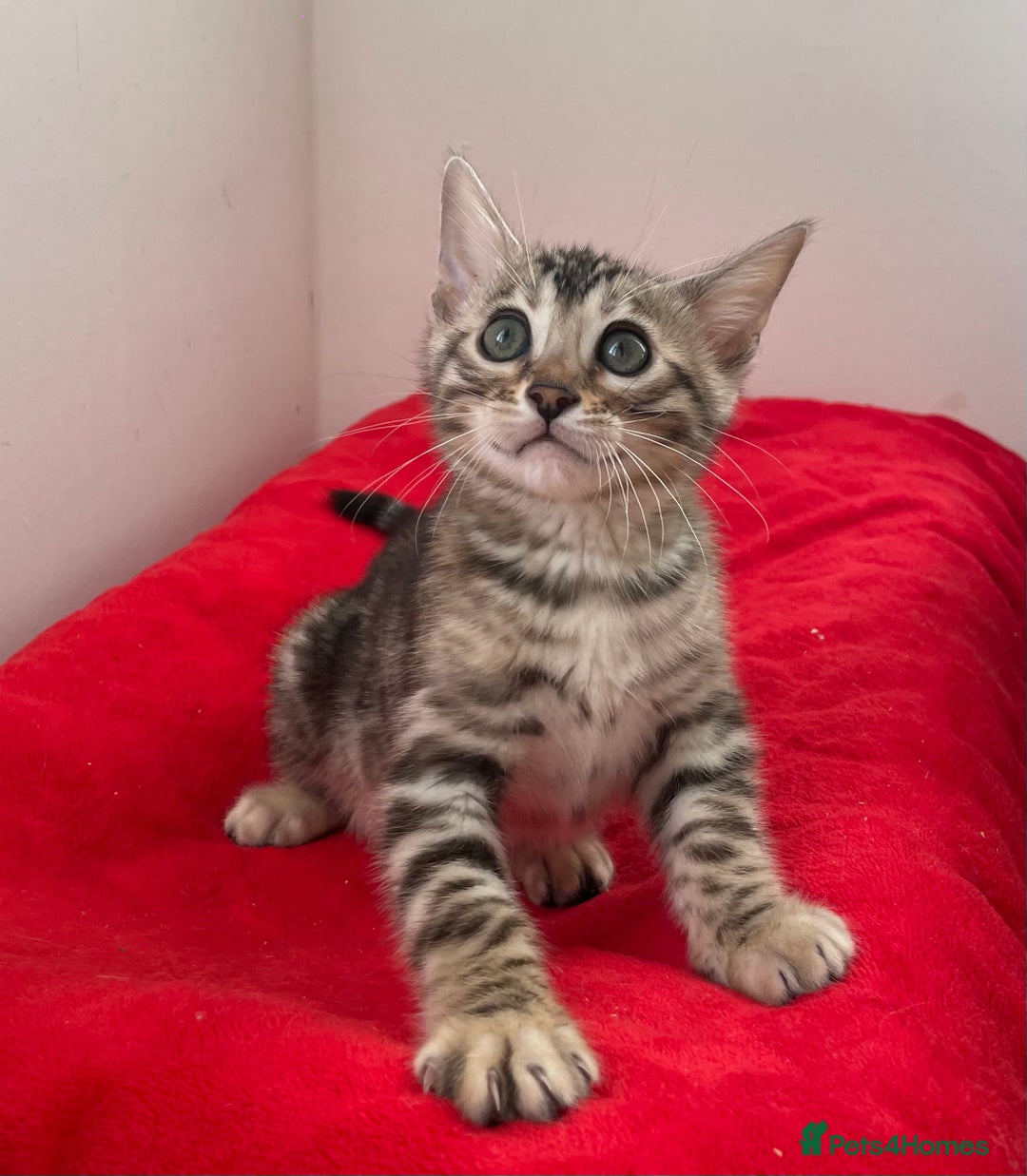 Bengal cats for sale: Stunning Beauty Bengal princess ❤️ - Image 4