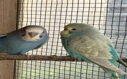 Budgerigars birds for sale: Aviary bred budgies for sale . - Image 12