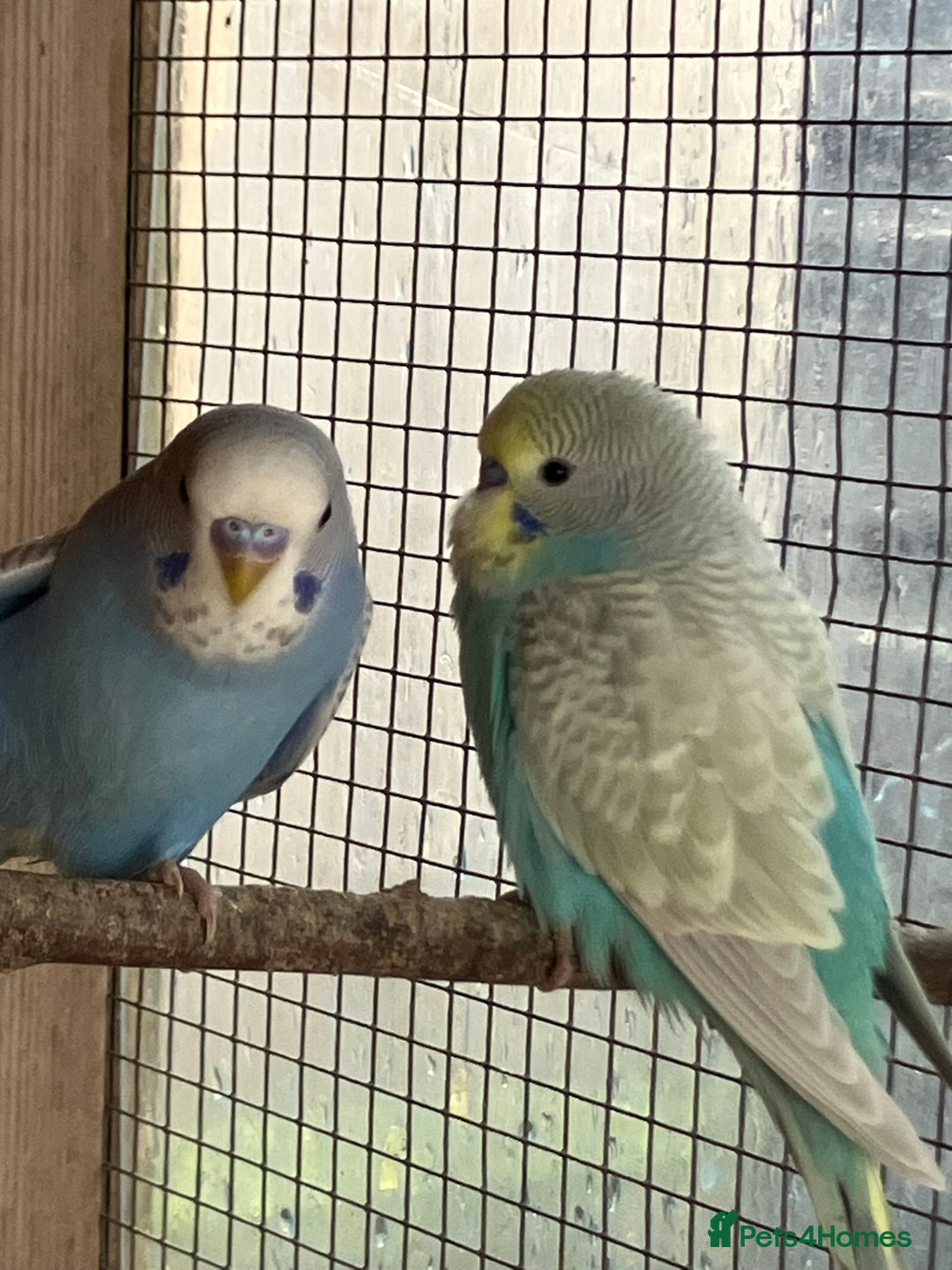 Budgerigars birds for sale: Aviary bred budgies for sale . - Image 12