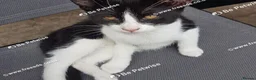 Mixed Breed cats for sale: Adorable kitten looking for a loving home. - Advert 2