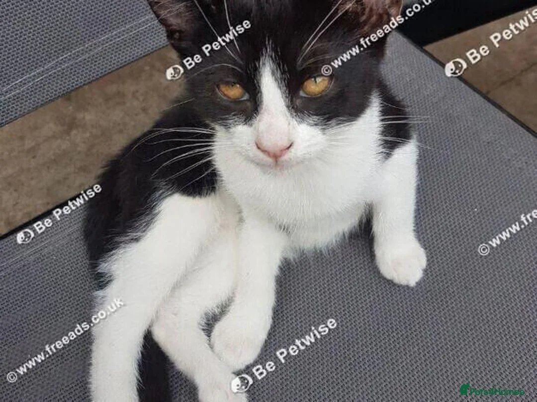 Mixed Breed cats for sale: Adorable kitten looking for a loving home. - Advert 2