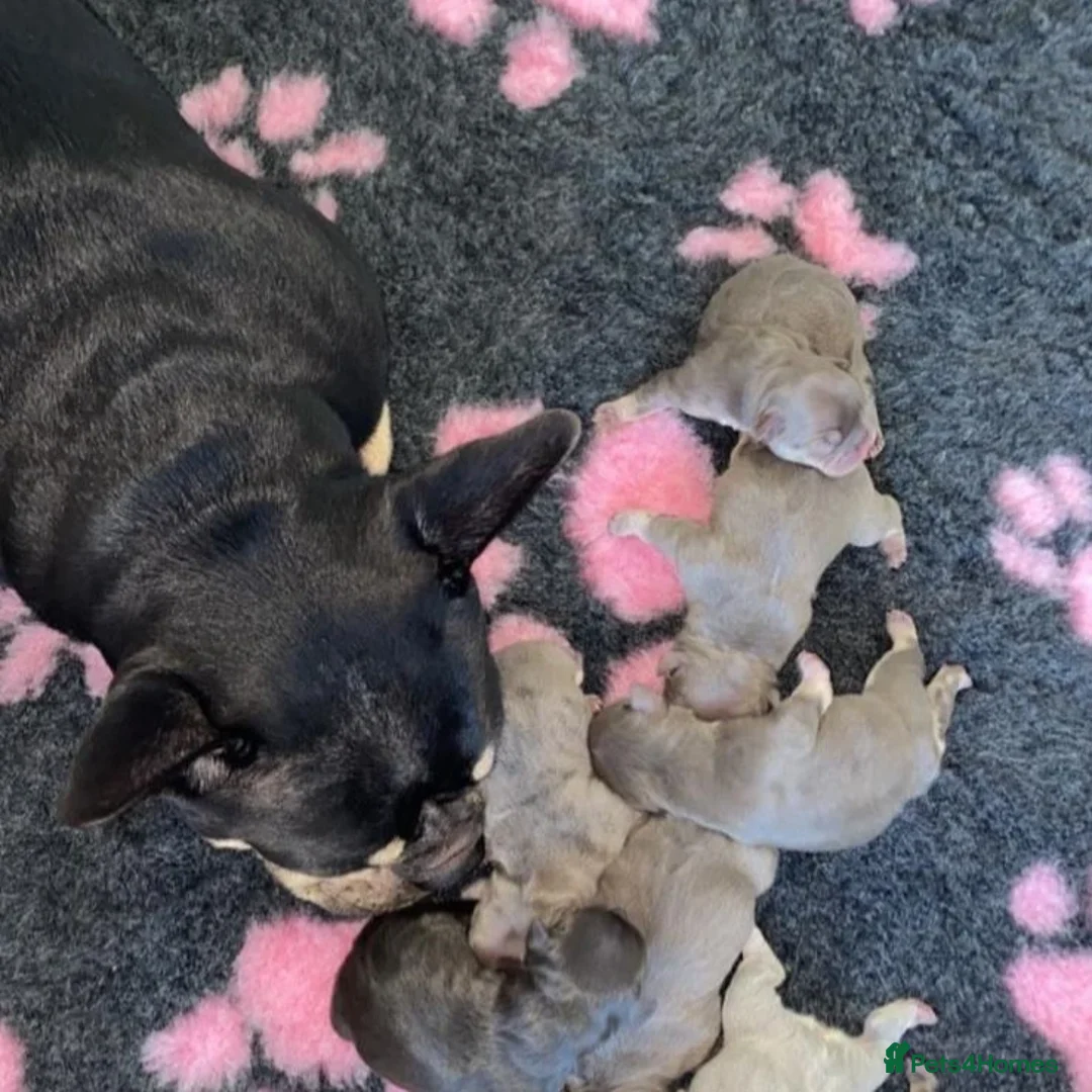 French Bulldog dogs for stud: KC TOP DRAW STUD Ramsgate  in Ramsgate - Advert 35